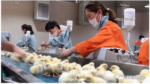 峪口禽业沃德中国芯 生物饲料研发引领品质中国行