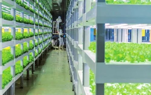 中科三安、京东等国内20家植物工厂大盘点 生物饲料研发新趋势